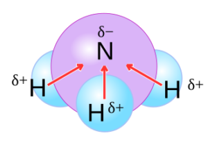 NH3结构