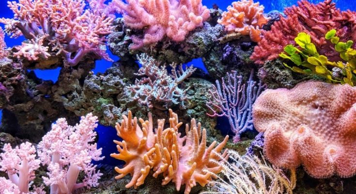 珊瑚礁会产生氧气吗