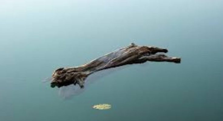 为什么木头能浮在水上