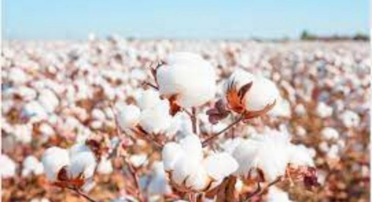 棉花长在树上吗