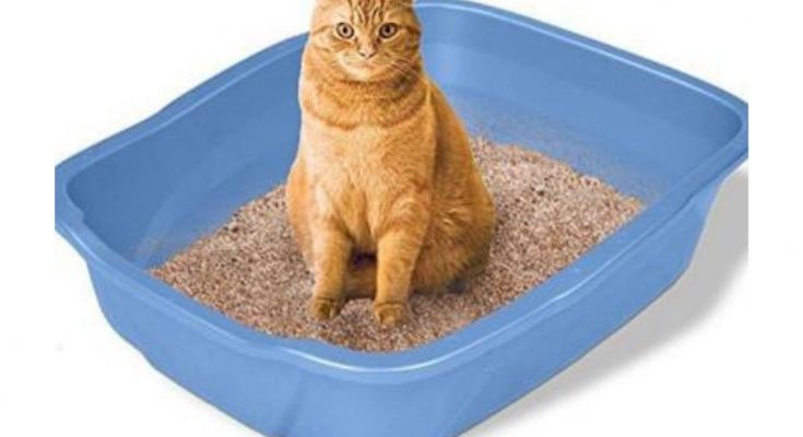 猫砂可生物降解吗