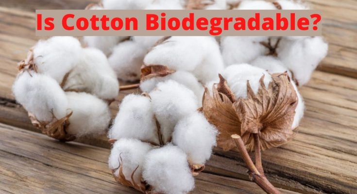 棉花可生物降解吗