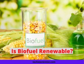Is Biofuel Renewable